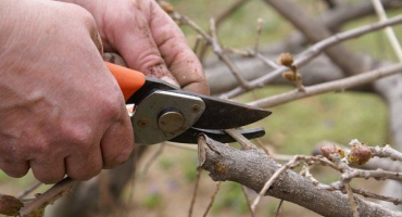 Kdy a jak správně prořezávat zimolez?